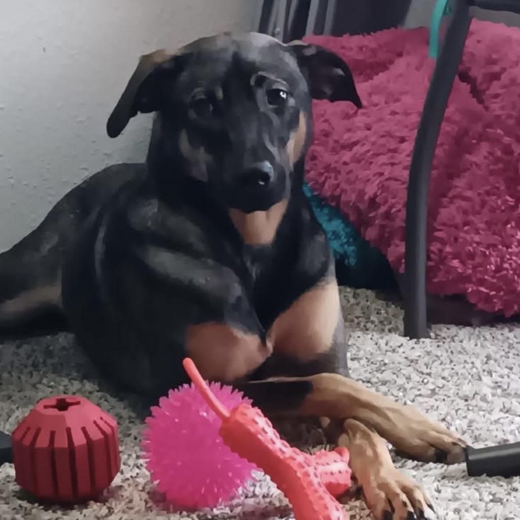 Nebula, a Adoptable mixed breed in Houston, TX image 2/5