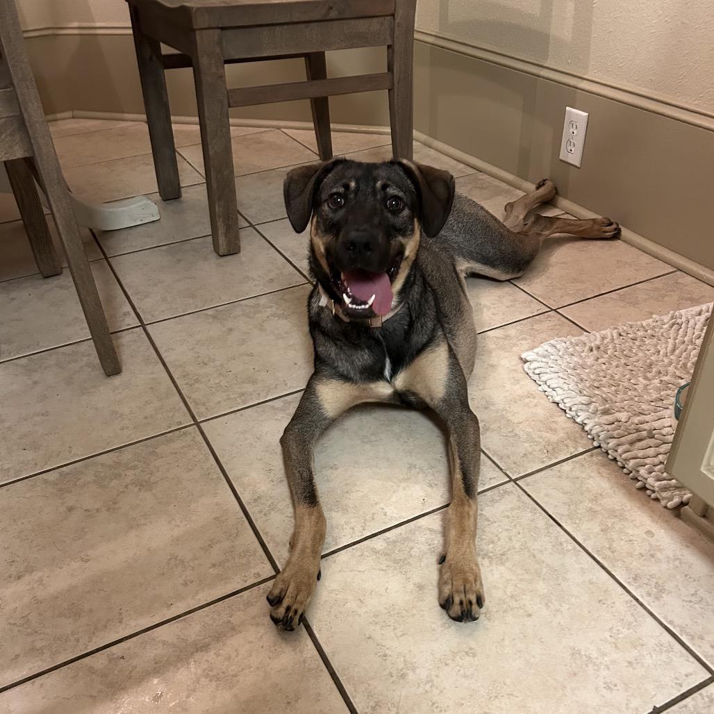 Nebula, a Adoptable mixed breed in Houston, TX image 3/5