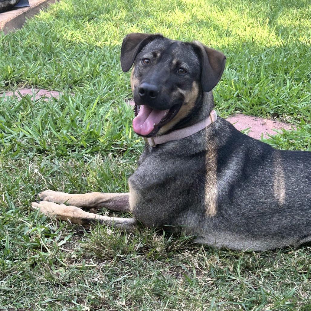 Nebula, a Adoptable mixed breed in Houston, TX image 4/5