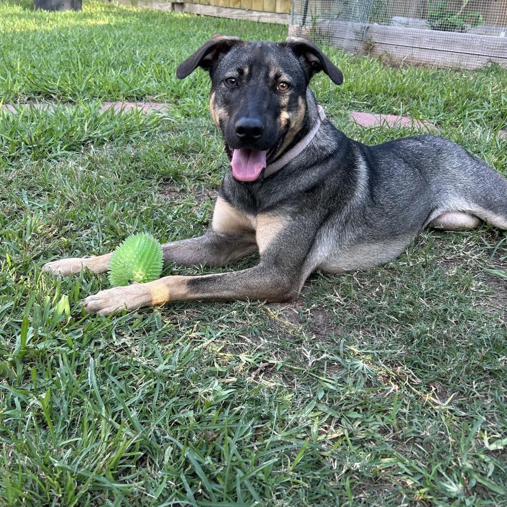 Nebula, a Adoptable mixed breed in Houston, TX image 5/5