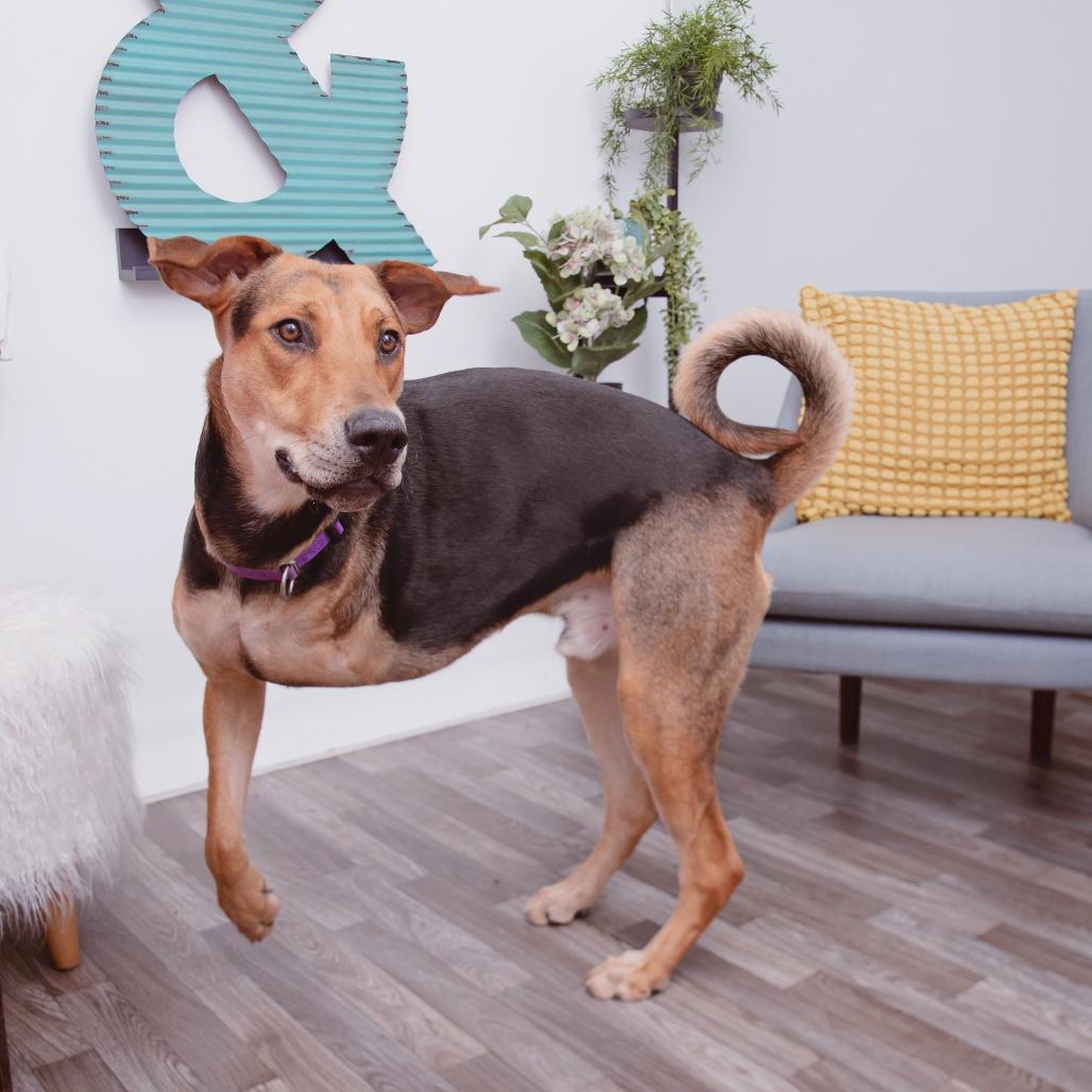 Pedro Pascal, Adoptable, Adult Male German Shepherd Dog.