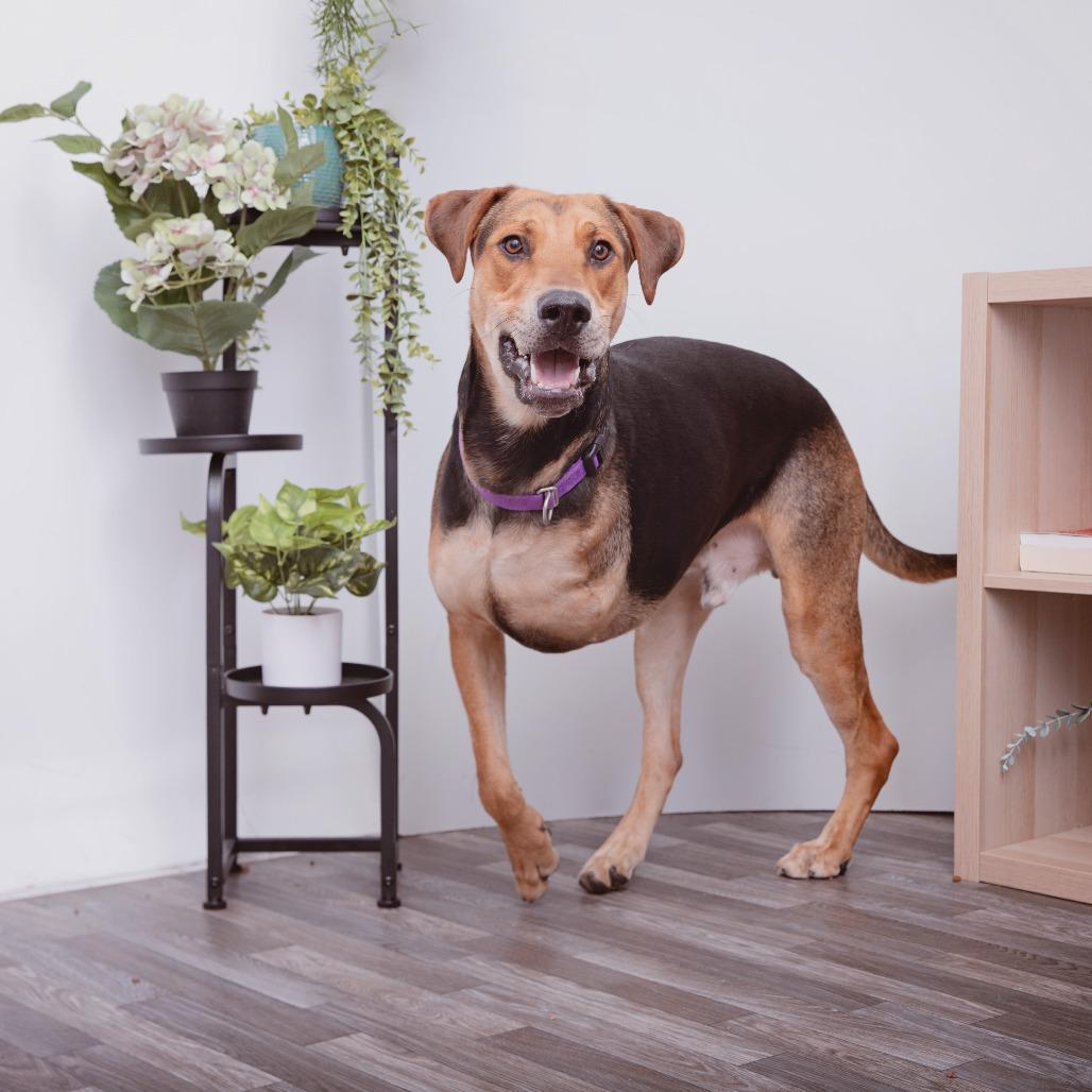 Enlarge Pedro Pascal, a Adoptable mixed breed in Los Angeles, CA image 2/3