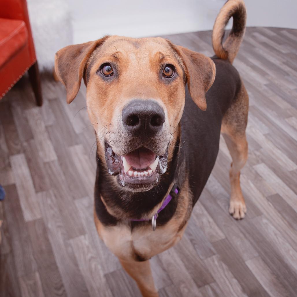 Enlarge Pedro Pascal, a Adoptable mixed breed in Los Angeles, CA image 3/3