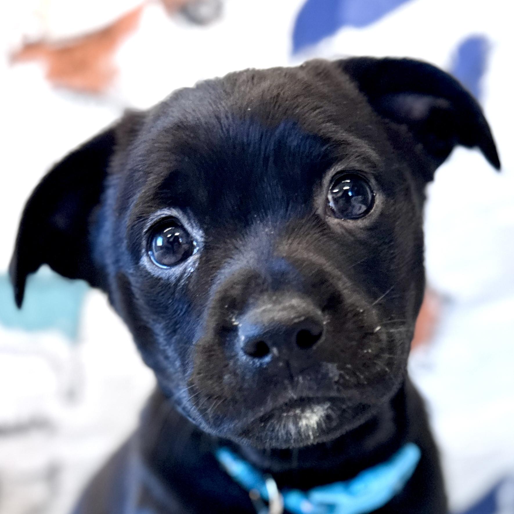 Ora, an adoptable mixed breed in Palatine, IL image 1/5