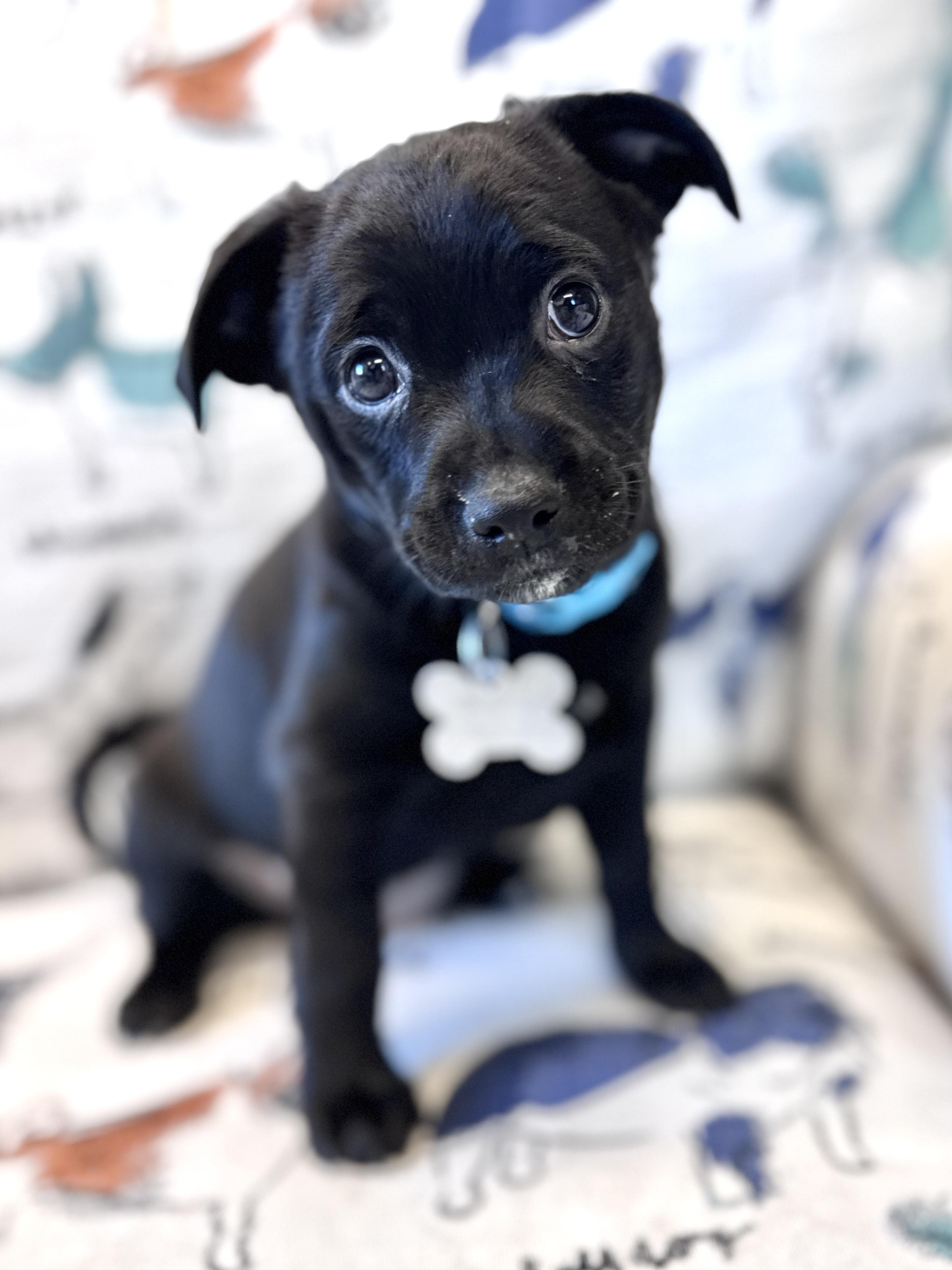 Ora, an adoptable mixed breed in Palatine, IL image 2/5