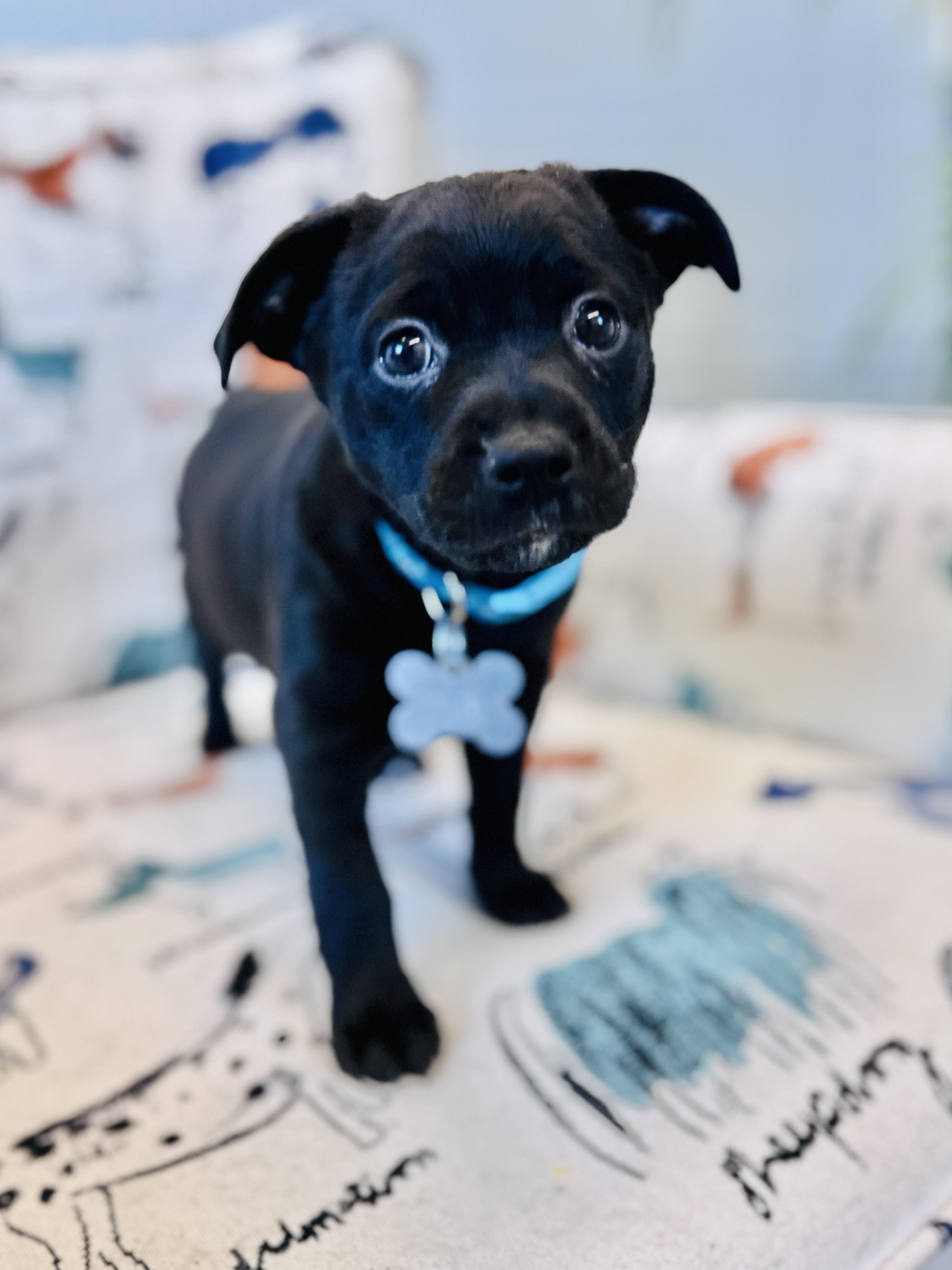 Ora, an adoptable mixed breed in Palatine, IL image 5/5