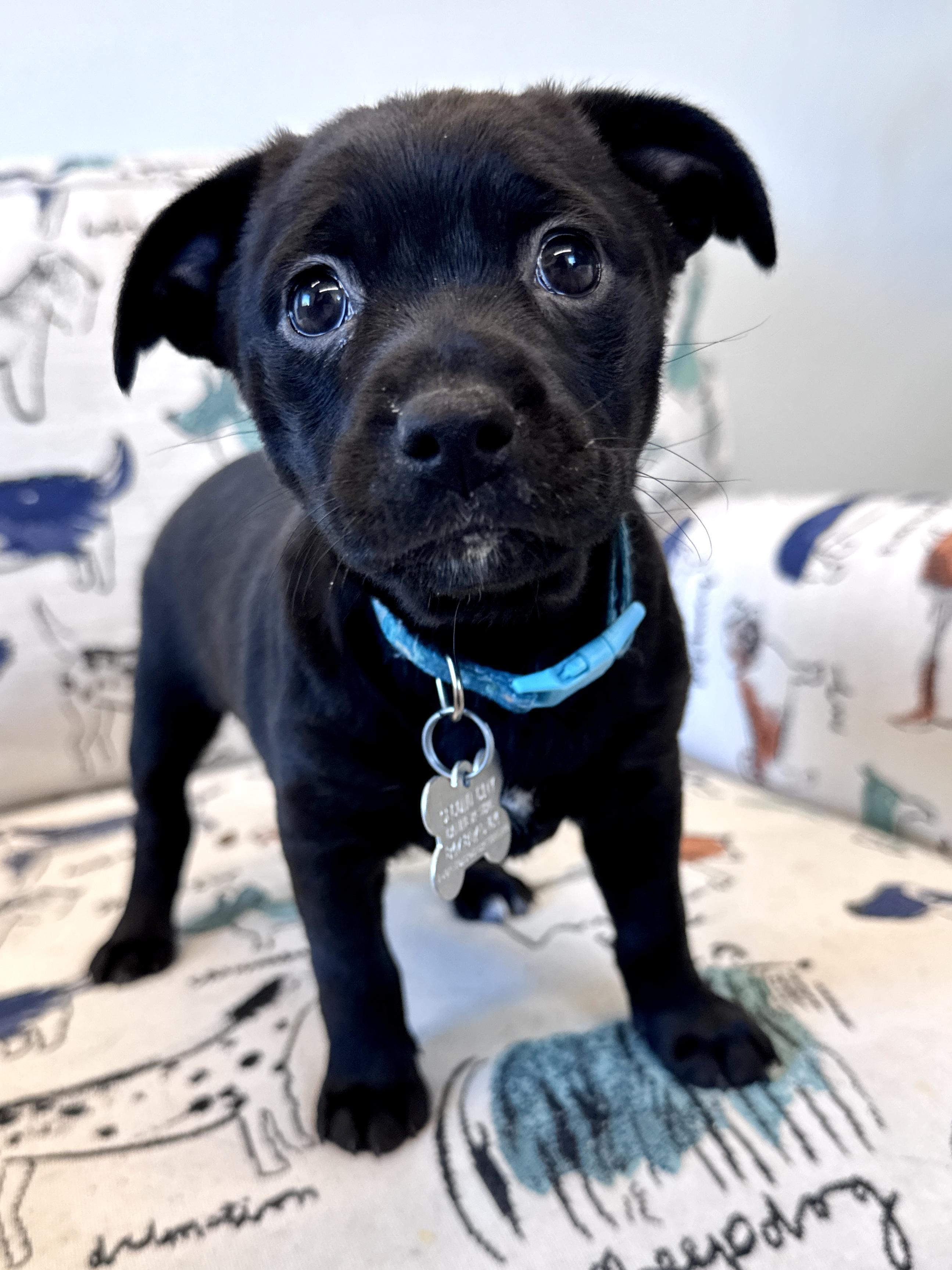 Ora, an adoptable mixed breed in Palatine, IL image 4/5