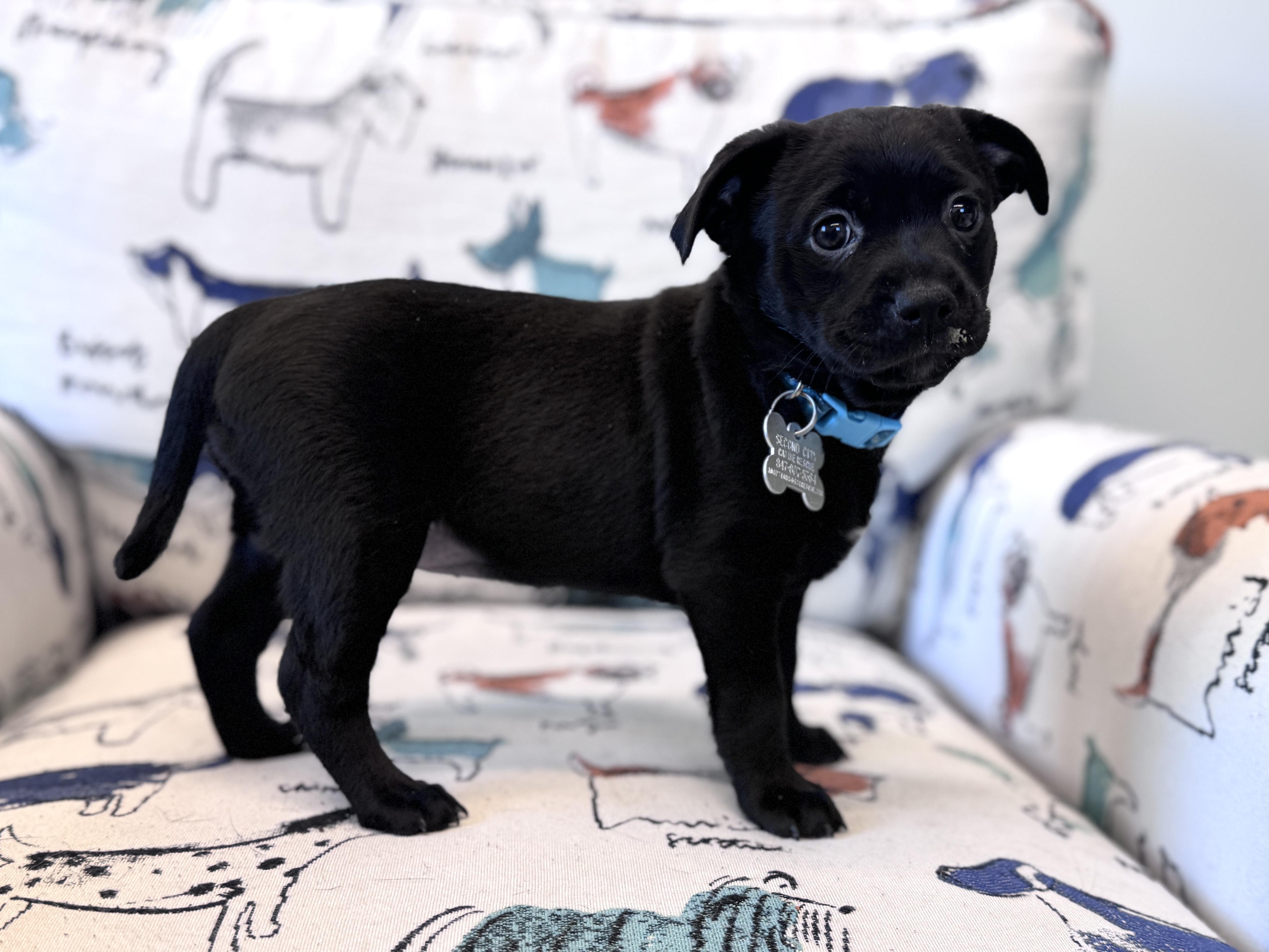 Ora, an adoptable mixed breed in Palatine, IL image 3/5