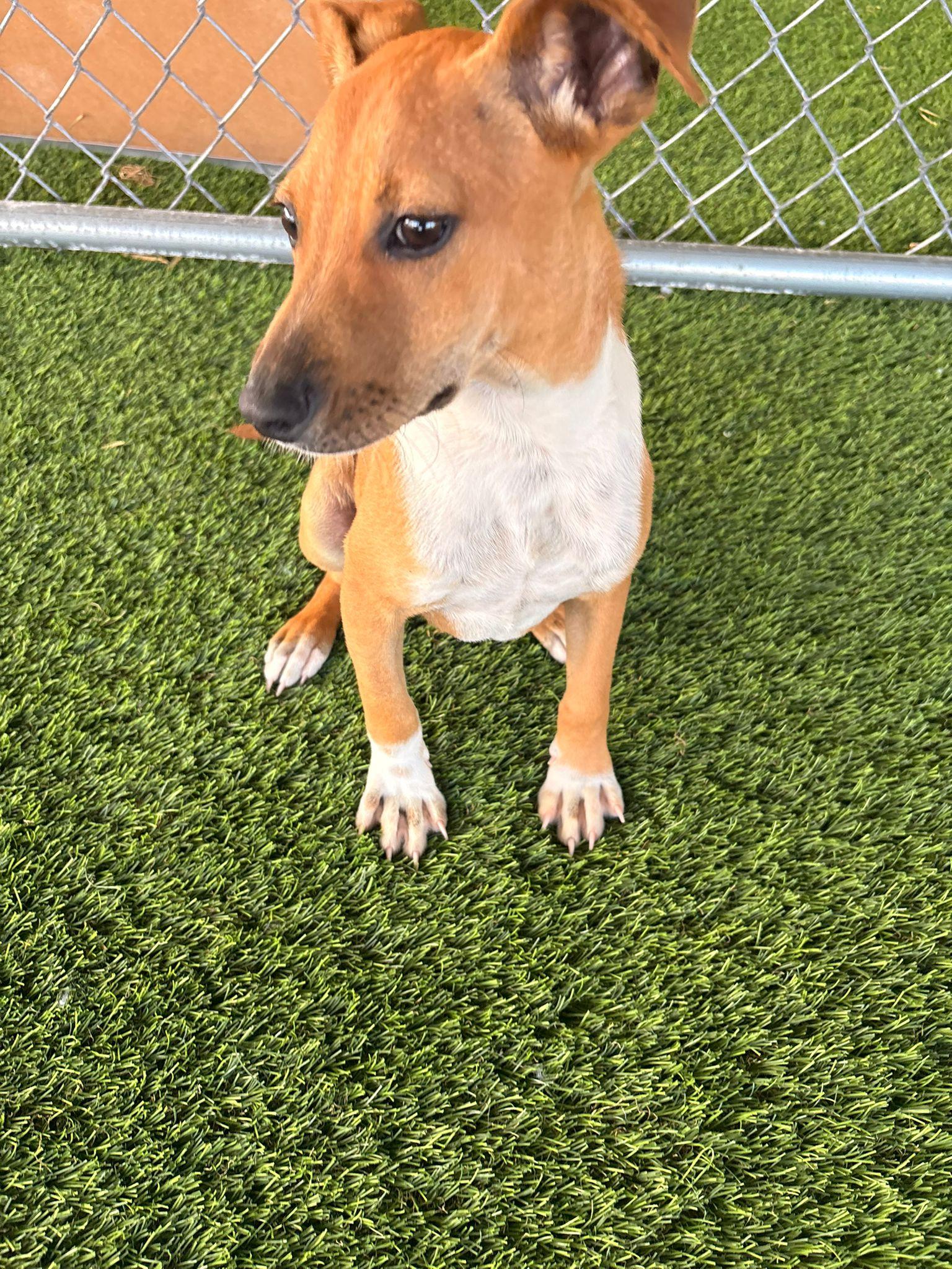 Enlarge Lolo, a ADOPTABLE mixed breed in Brooklyn, NY image 6/6