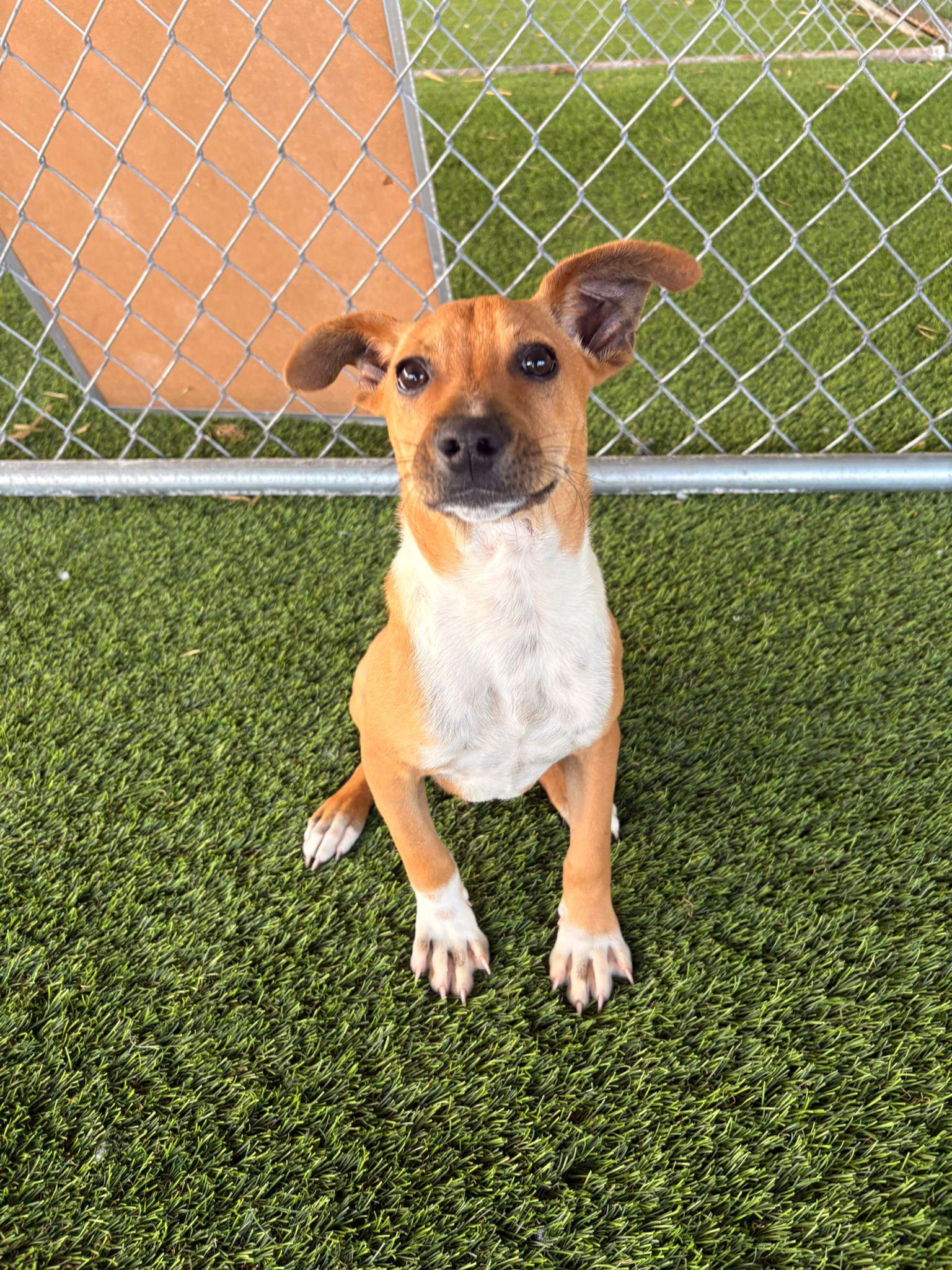 Enlarge Lolo, a ADOPTABLE mixed breed in Brooklyn, NY image 1/6