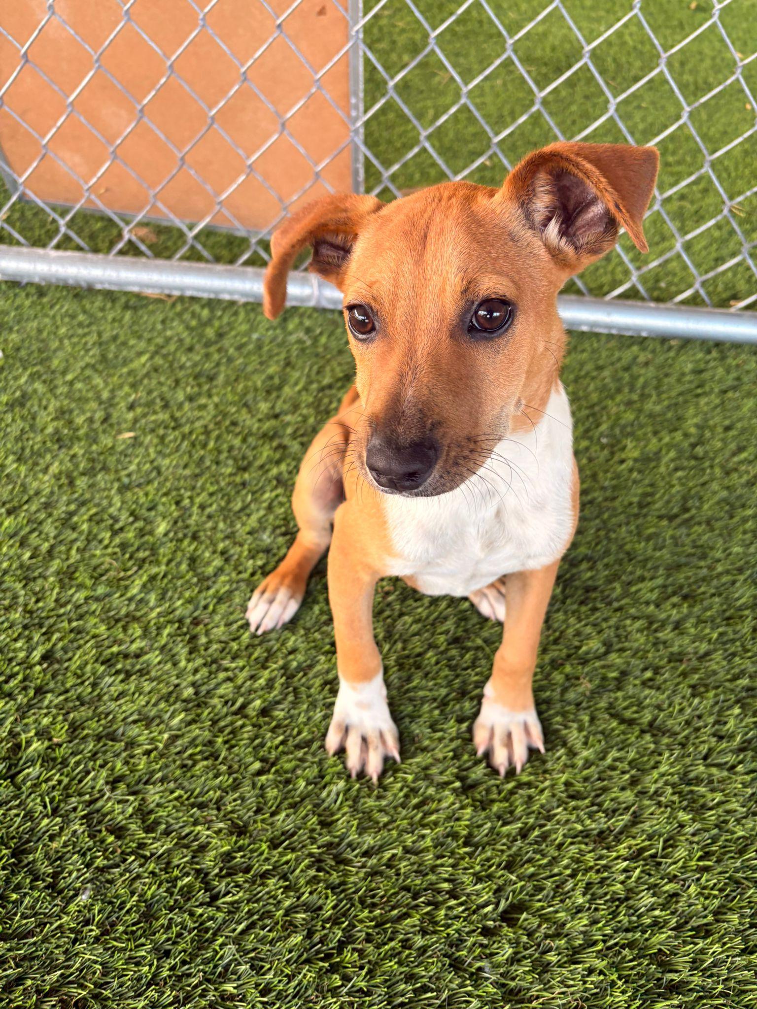 Enlarge Lolo, a ADOPTABLE mixed breed in Brooklyn, NY image 3/6