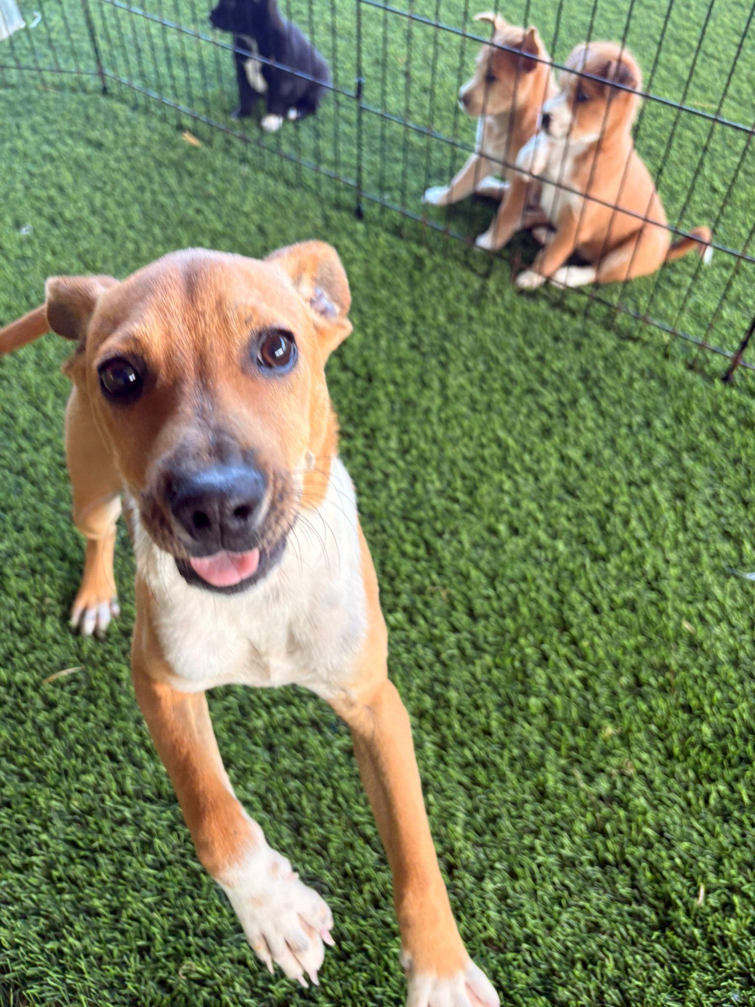 Enlarge Lolo, a ADOPTABLE mixed breed in Brooklyn, NY image 5/6