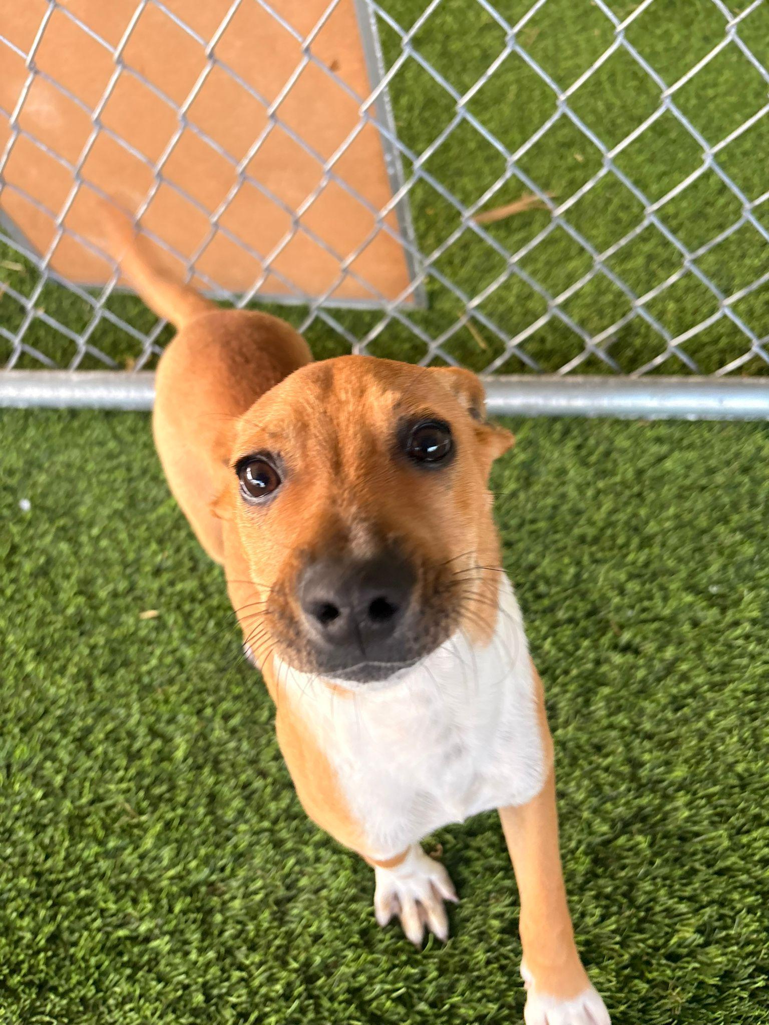 Enlarge Lolo, a ADOPTABLE mixed breed in Brooklyn, NY image 4/6