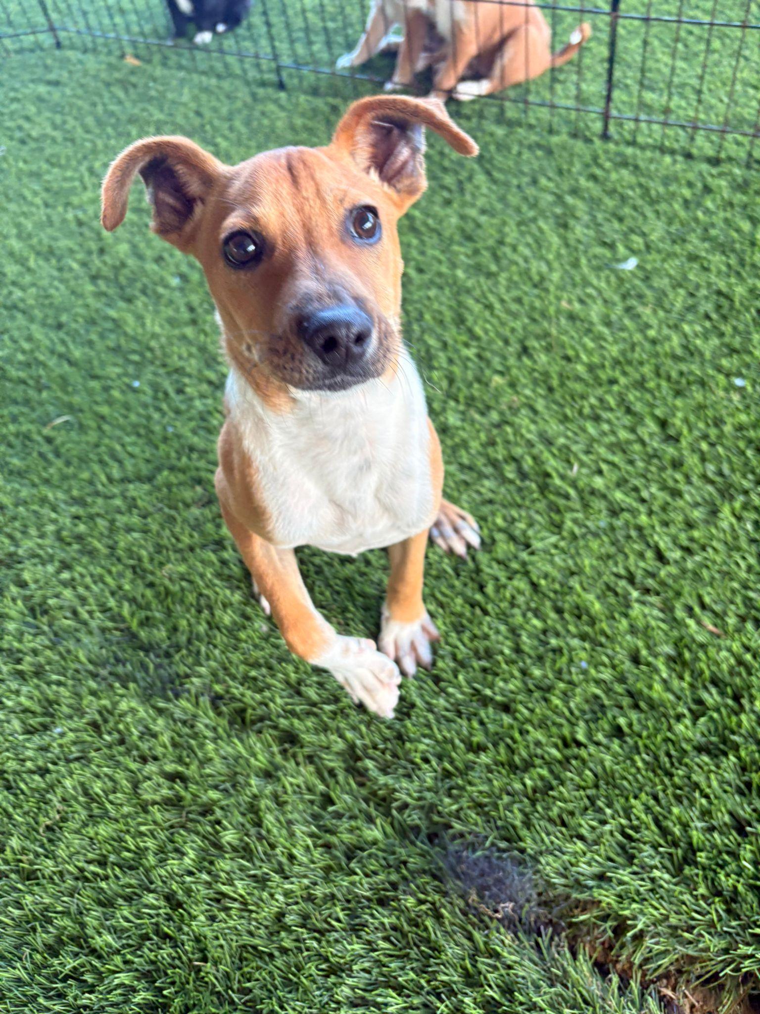 Enlarge Lolo, a ADOPTABLE mixed breed in Brooklyn, NY image 2/6