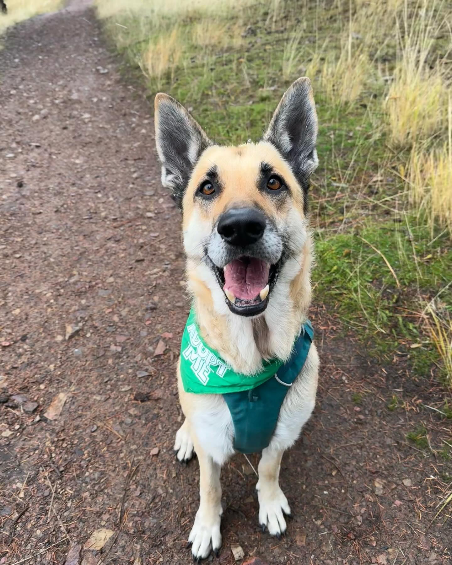 River, Senior Female German Shepherd Dog