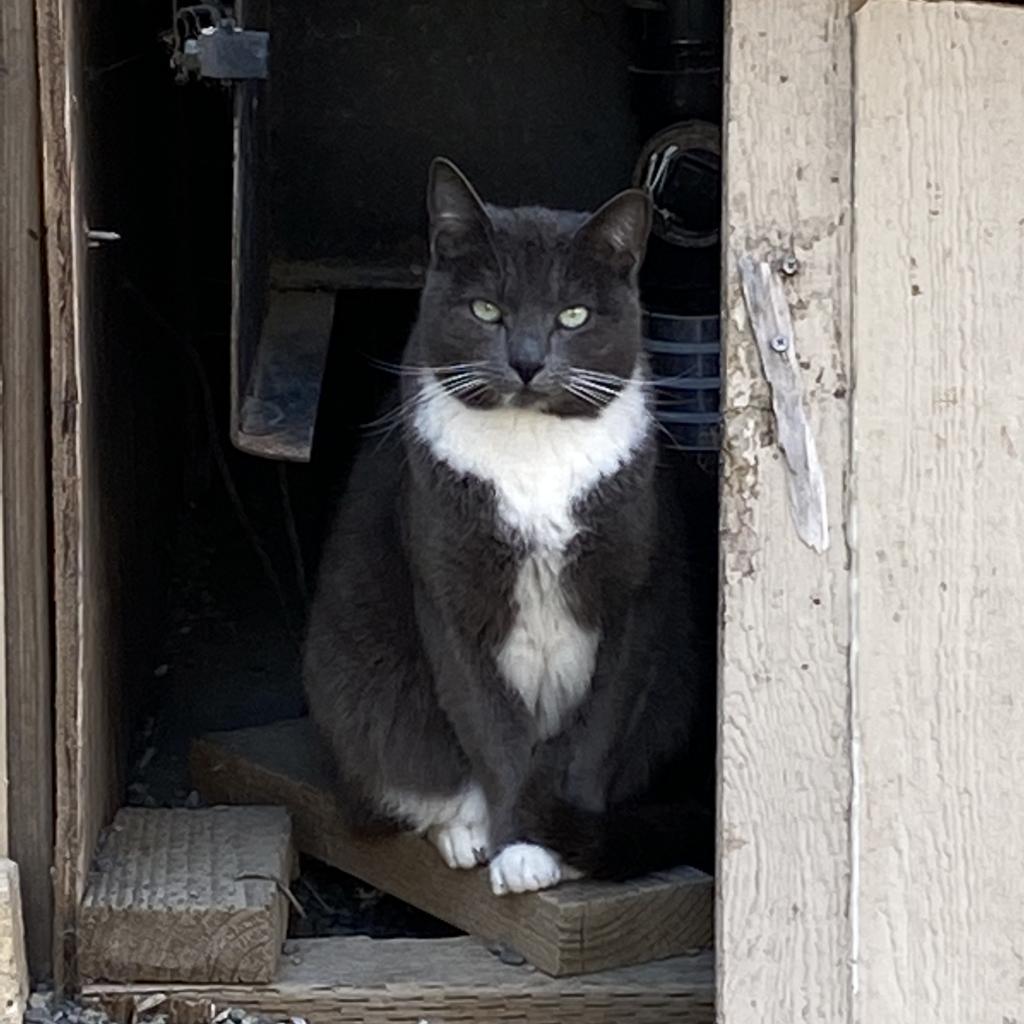 Enlarge Phantom, a Adoptable Domestic Short Hair in San Pablo, CA image 1/1