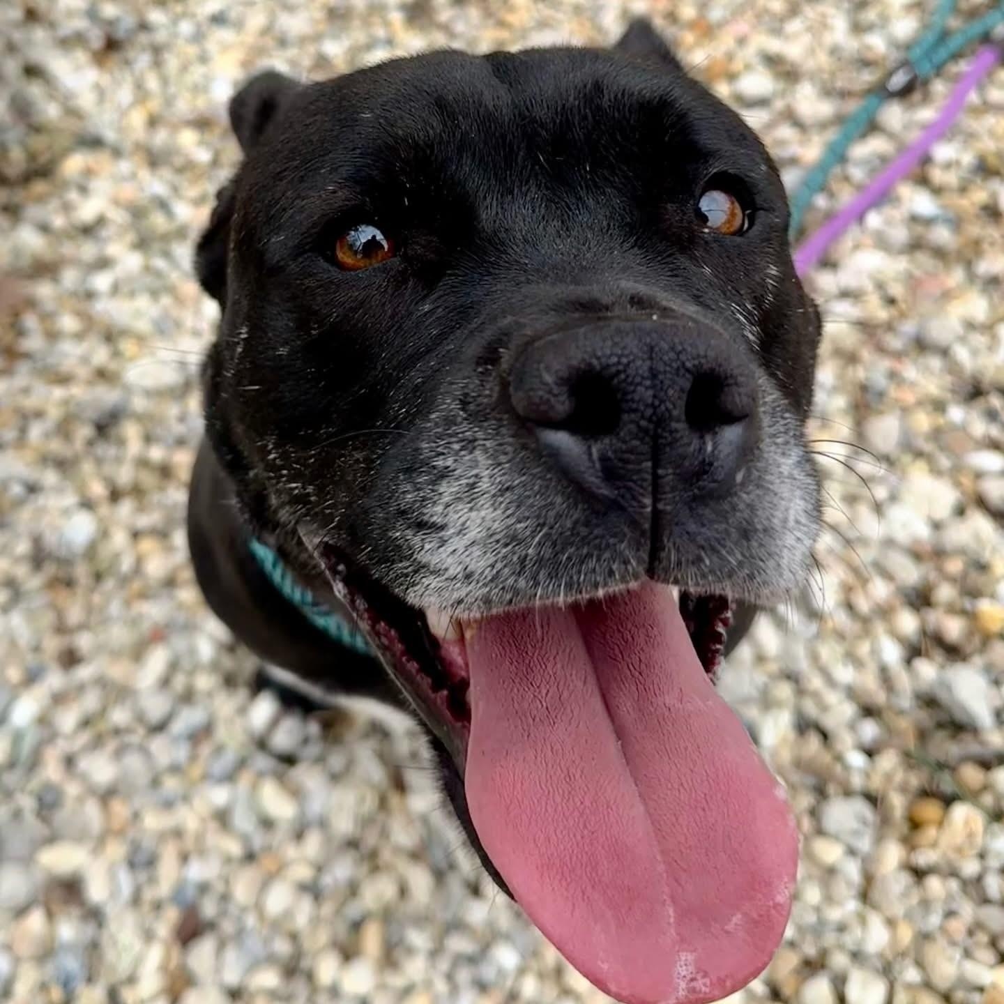 Saphie, a Adoptable Pit Bull Terrier in Jackson, NJ image 3/5