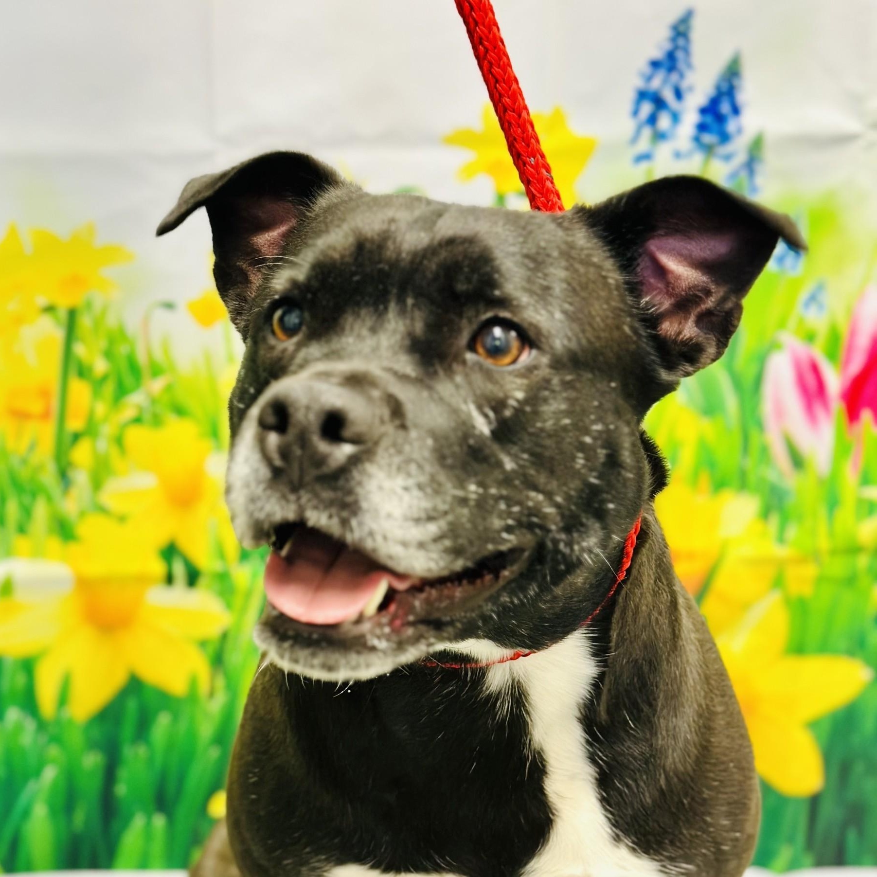 Saphie, a Adoptable Pit Bull Terrier in Jackson, NJ image 1/5