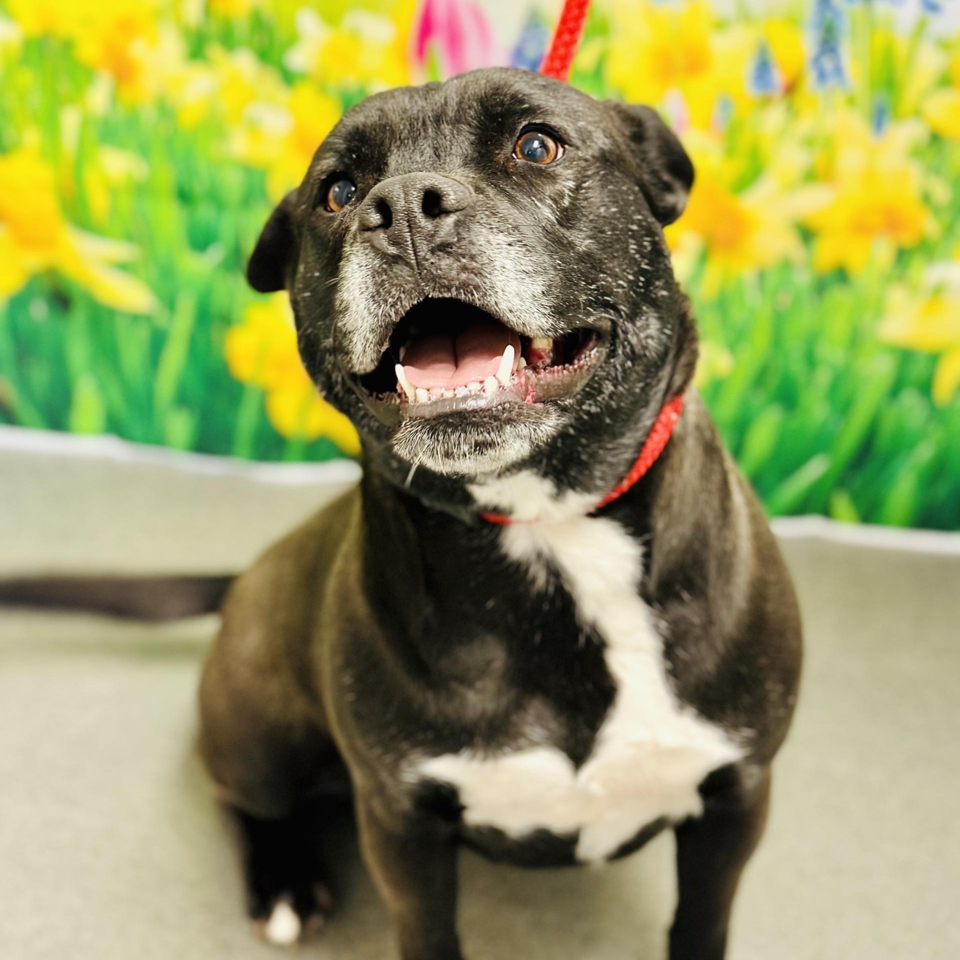 Saphie, a Adoptable Pit Bull Terrier in Jackson, NJ image 2/5