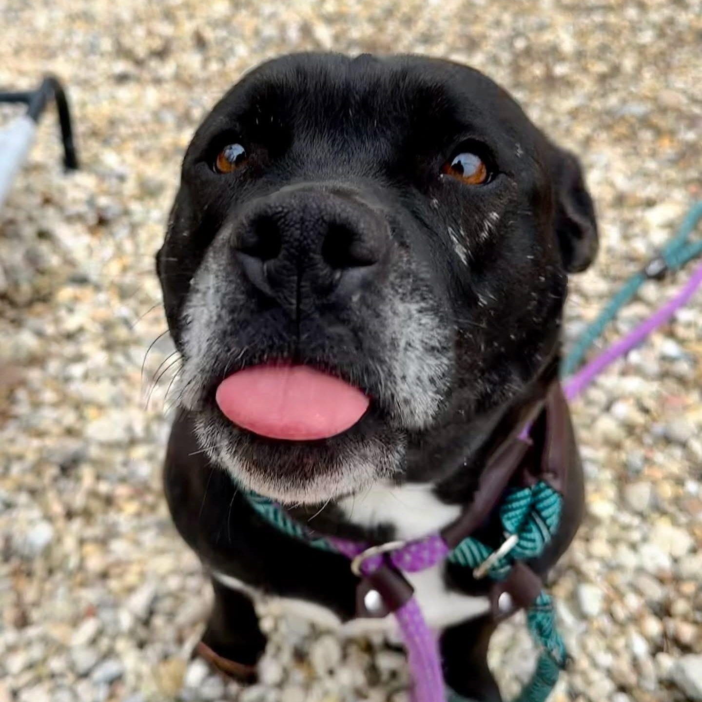 Saphie, a Adoptable Pit Bull Terrier in Jackson, NJ image 4/5