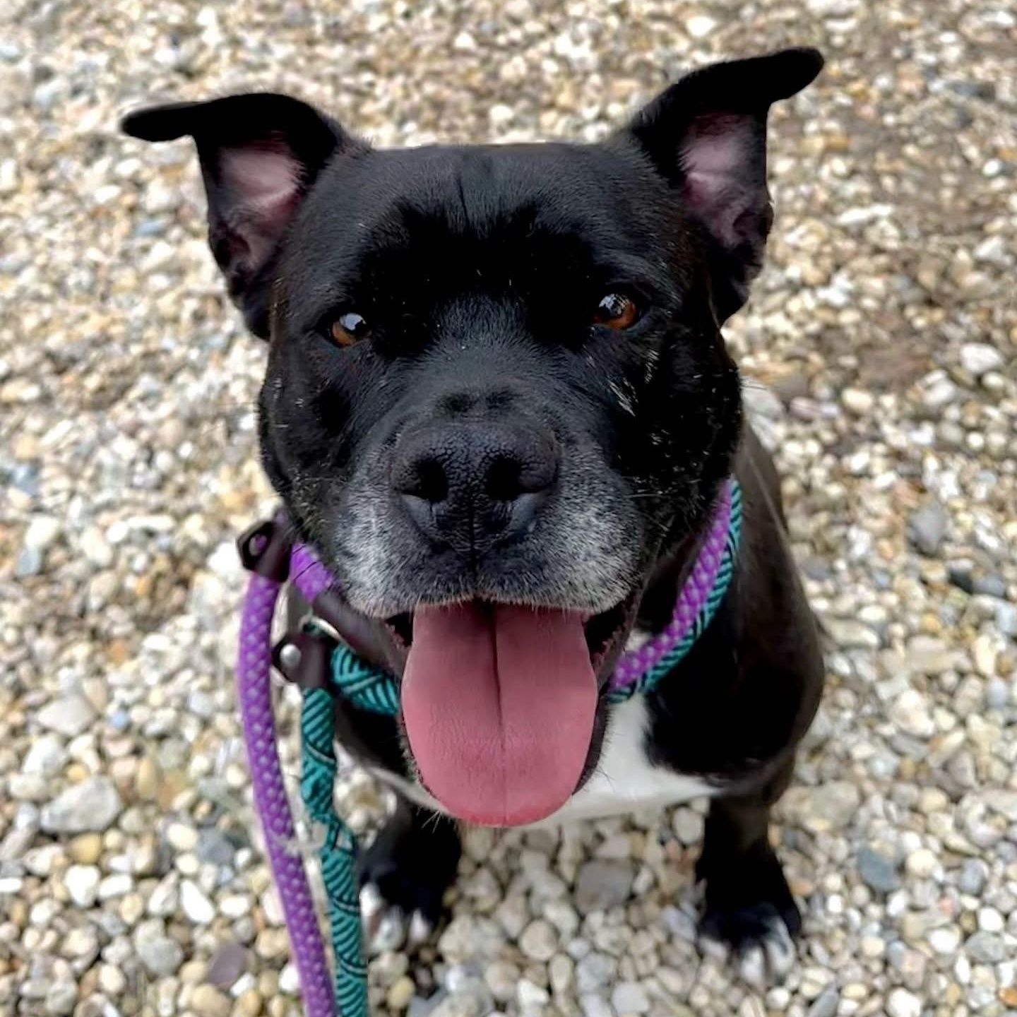 Saphie, a Adoptable Pit Bull Terrier in Jackson, NJ image 5/5