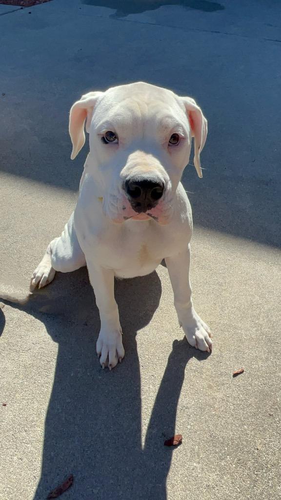 Obi wan Kenobi, Adoptable, Young Male Mixed Breed.