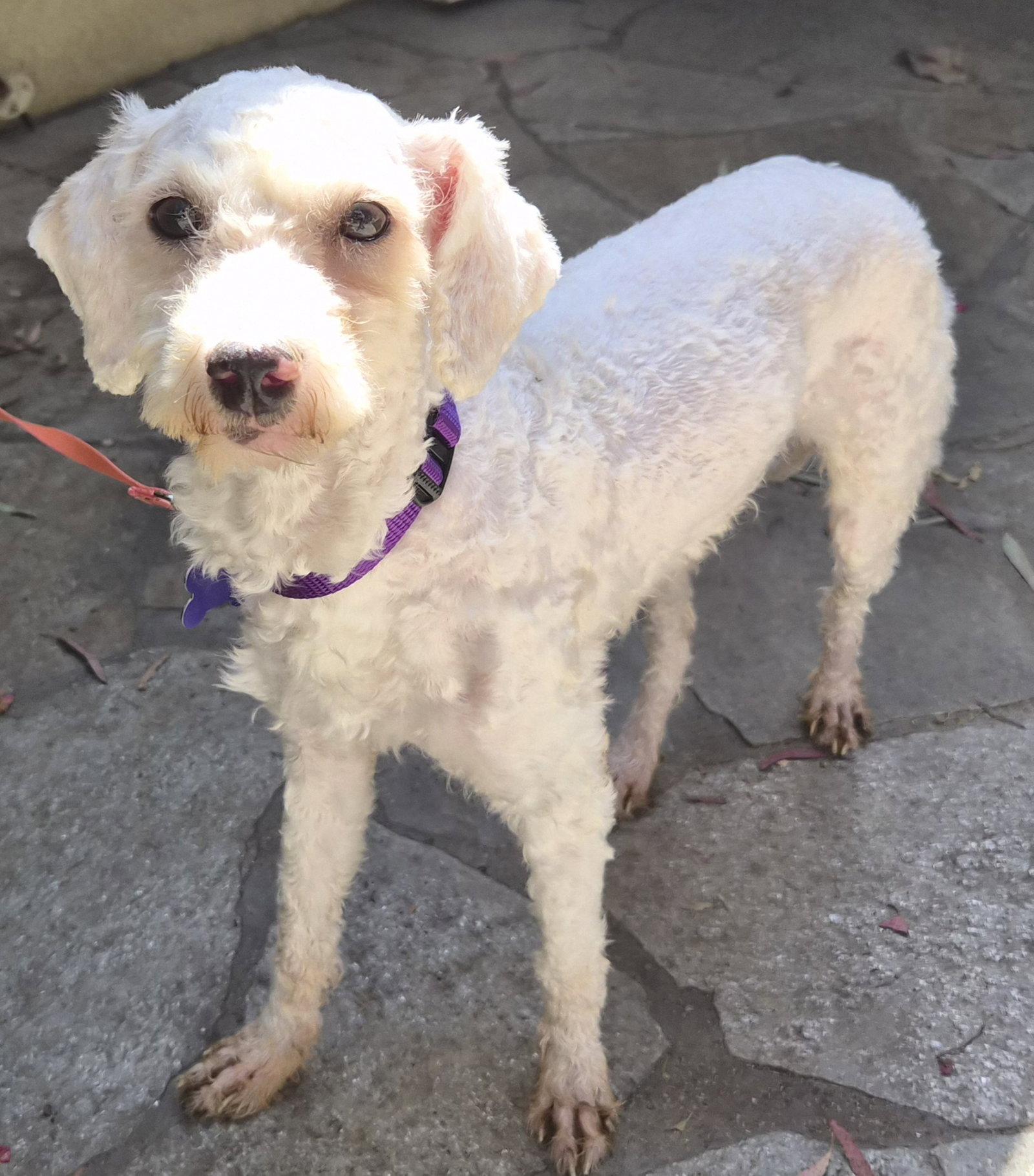 Elsa, Adopted, Young Female Poodle.