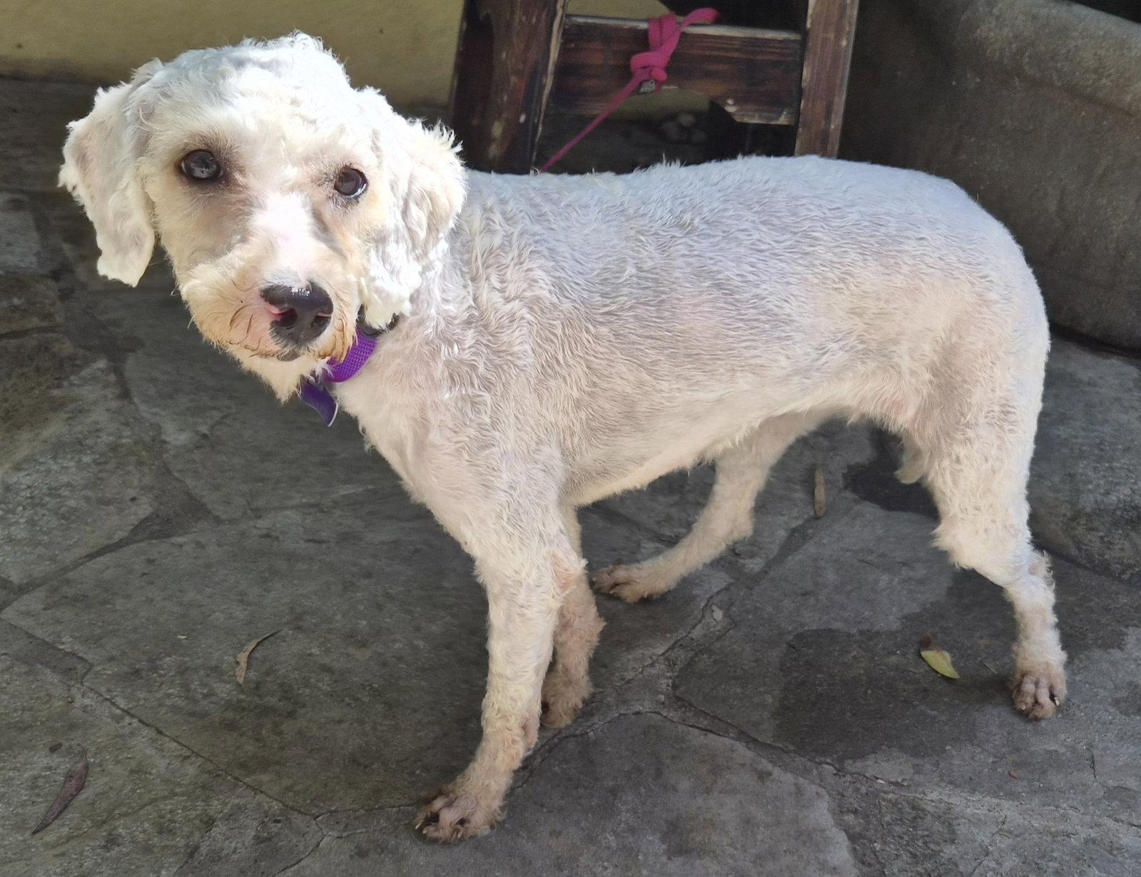 Elsa, a Adopted Poodle in Los Angeles, CA image 2/3