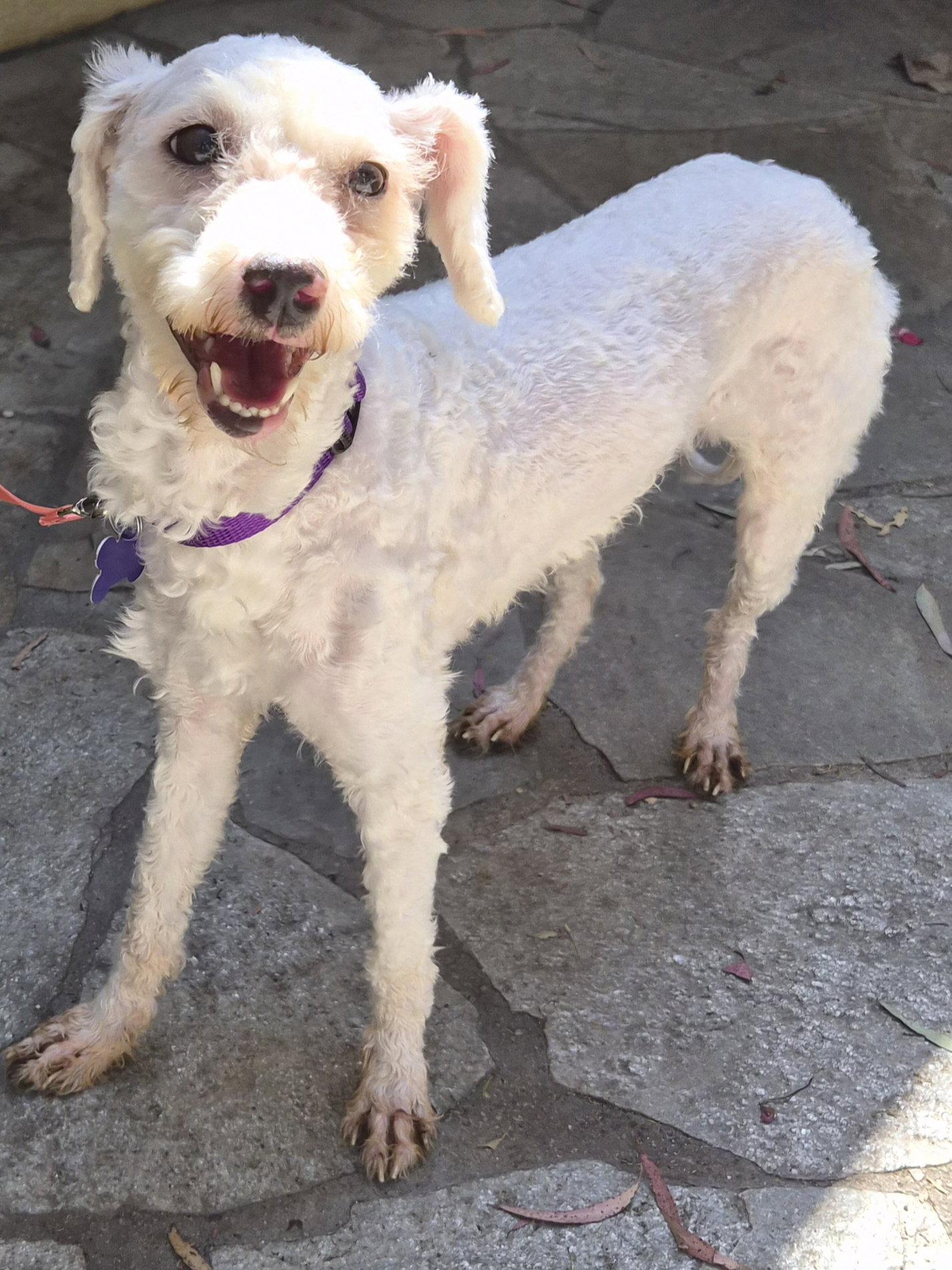 Elsa, a Adopted Poodle in Los Angeles, CA image 3/3