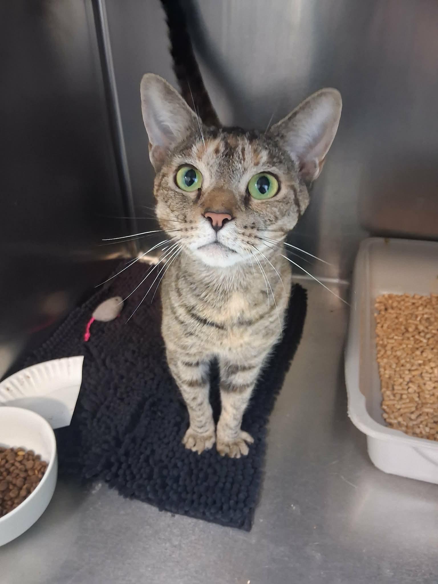 Nacho Belle Grande, Adopted, Young Female Domestic Short Hair.