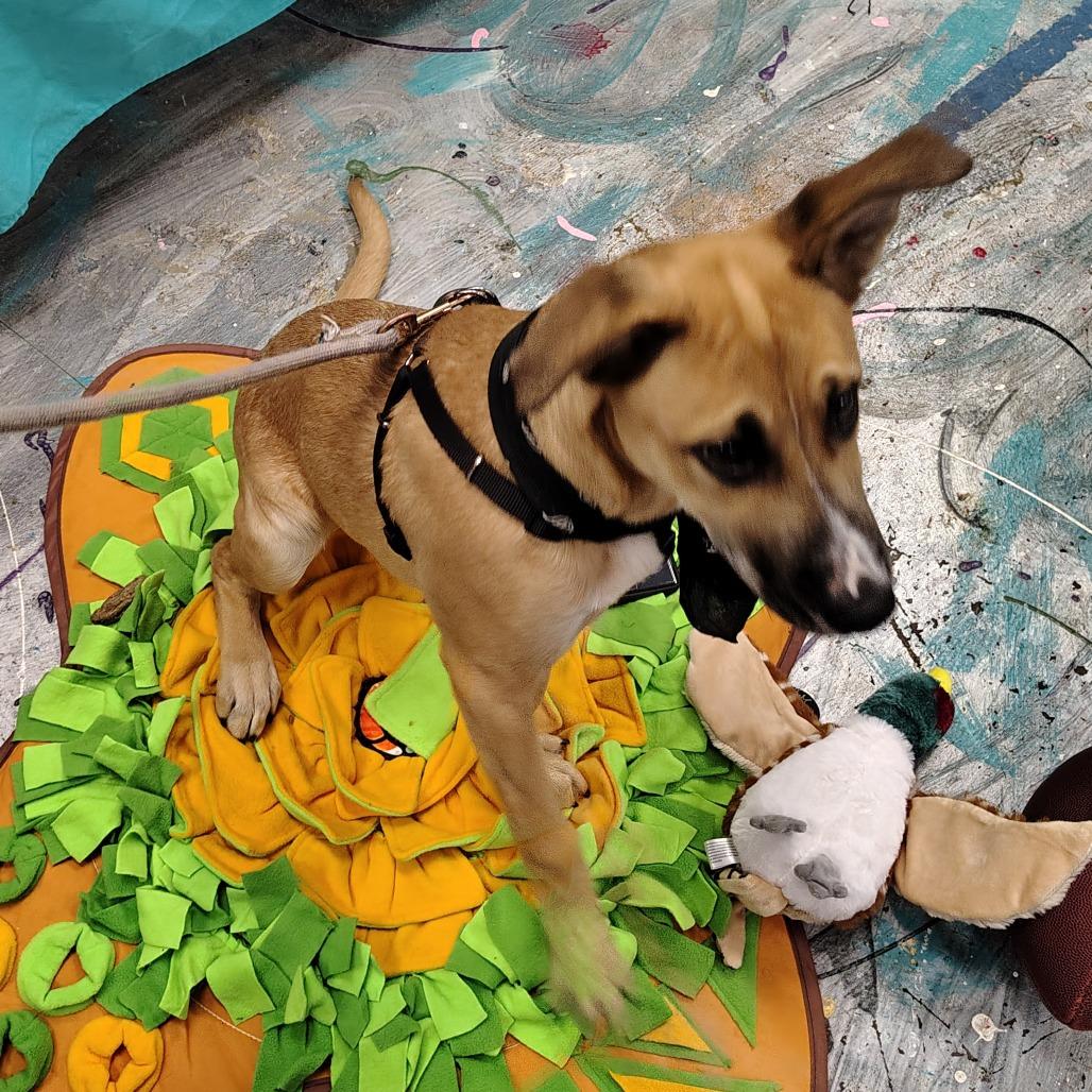 Mila, a Adoptable mixed breed in Coos Bay, OR image 2/4