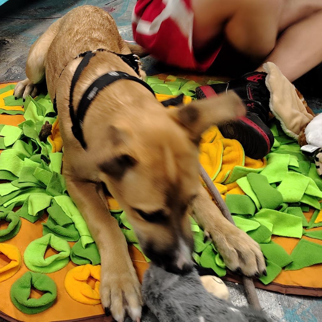 Mila, a Adoptable mixed breed in Coos Bay, OR image 3/4