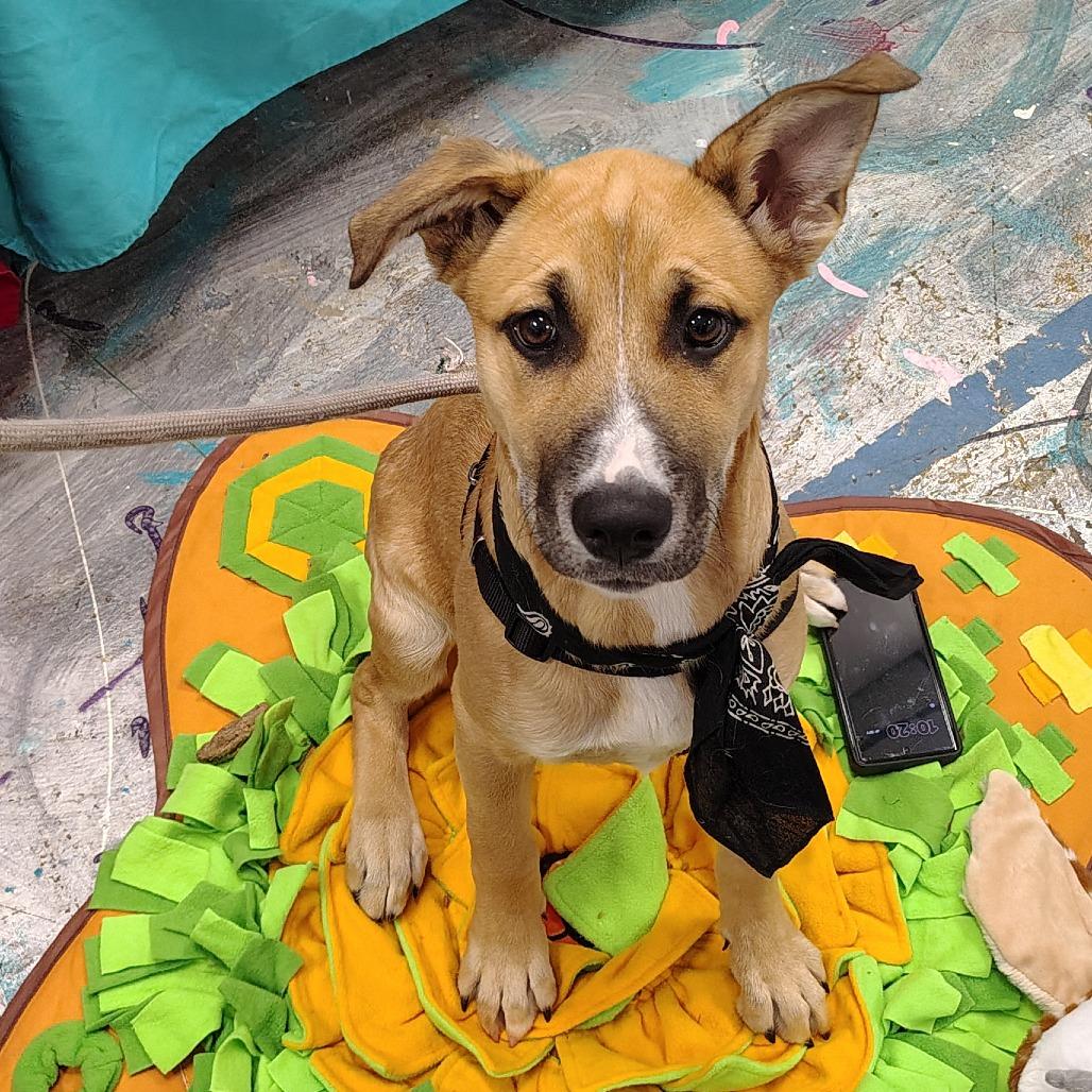 Mila, a Adoptable mixed breed in Coos Bay, OR image 4/4