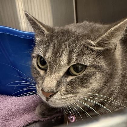 Dalia, ADOPTABLE, Adult Female Domestic Short Hair.