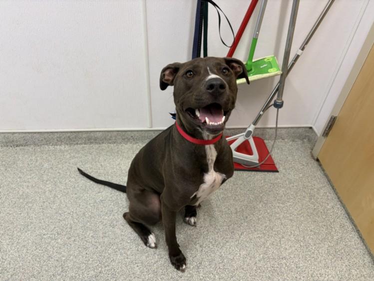 Enlarge MURDOCK, a Adoptable mixed breed in Loveland, CO image 1/1