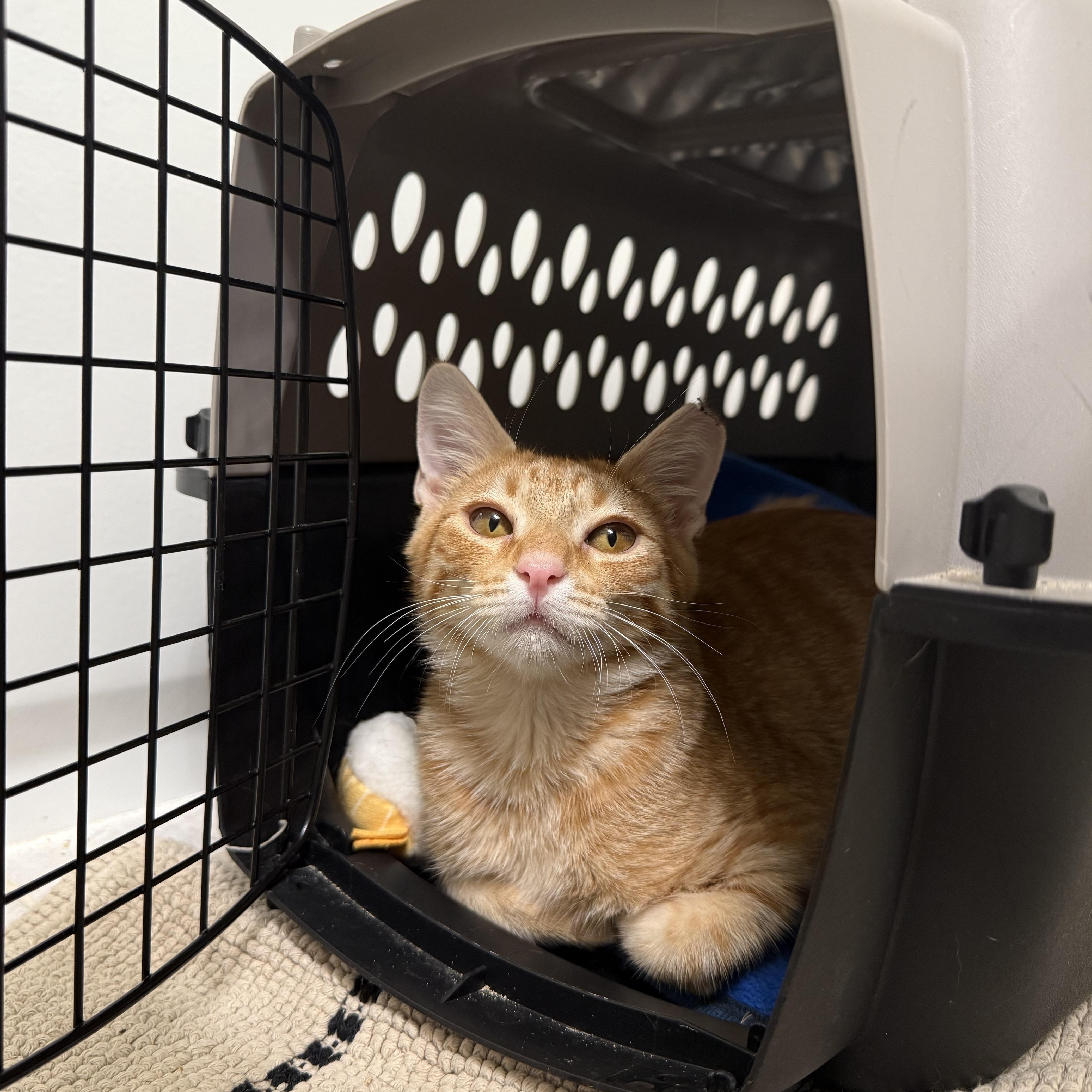 Enlarge Augustus (Gus), a Adoptable Domestic Short Hair in Avondale Estates, GA image 1/6