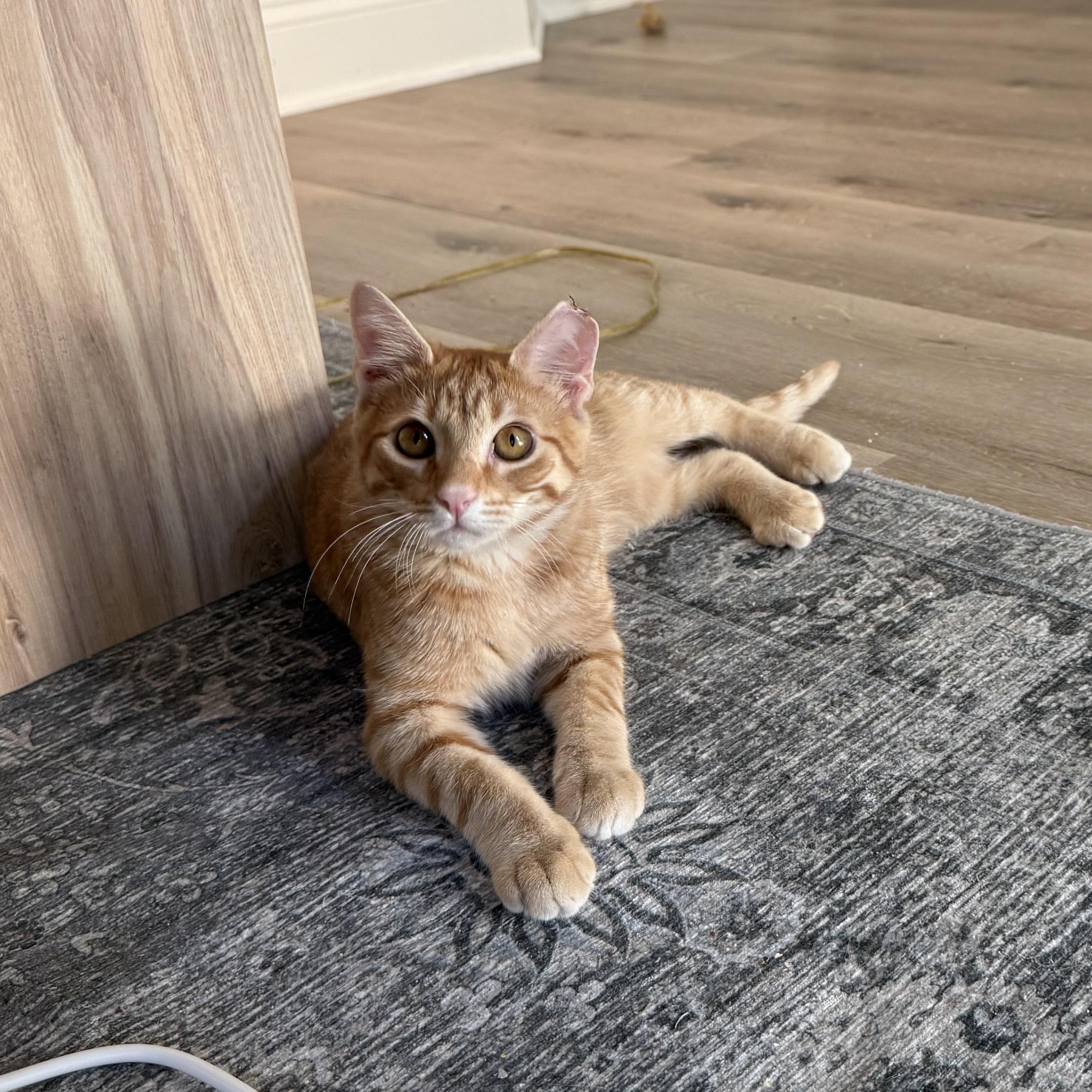 Enlarge Augustus (Gus), a Adoptable Domestic Short Hair in Avondale Estates, GA image 3/6