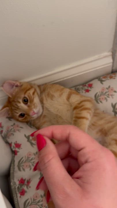 Enlarge Augustus (Gus), a Adoptable Domestic Short Hair in Avondale Estates, GA video 6/6