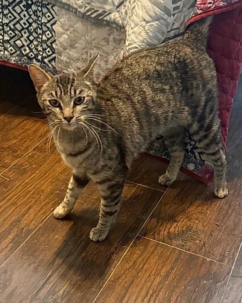 Moochie (BONDED with Rosie), Adoptable, Adult Female Tabby & Domestic Short Hair.