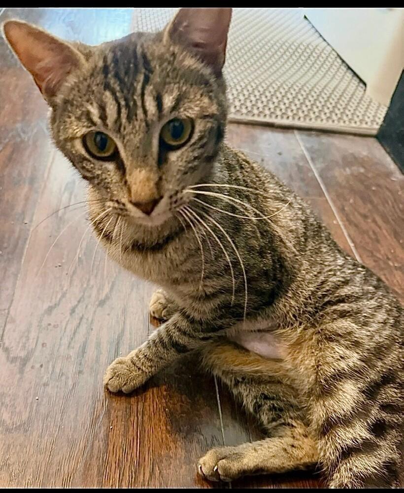 Enlarge Moochie (BONDED with Rosie), a Adoptable mixed breed in Little Rock, AR image 3/5