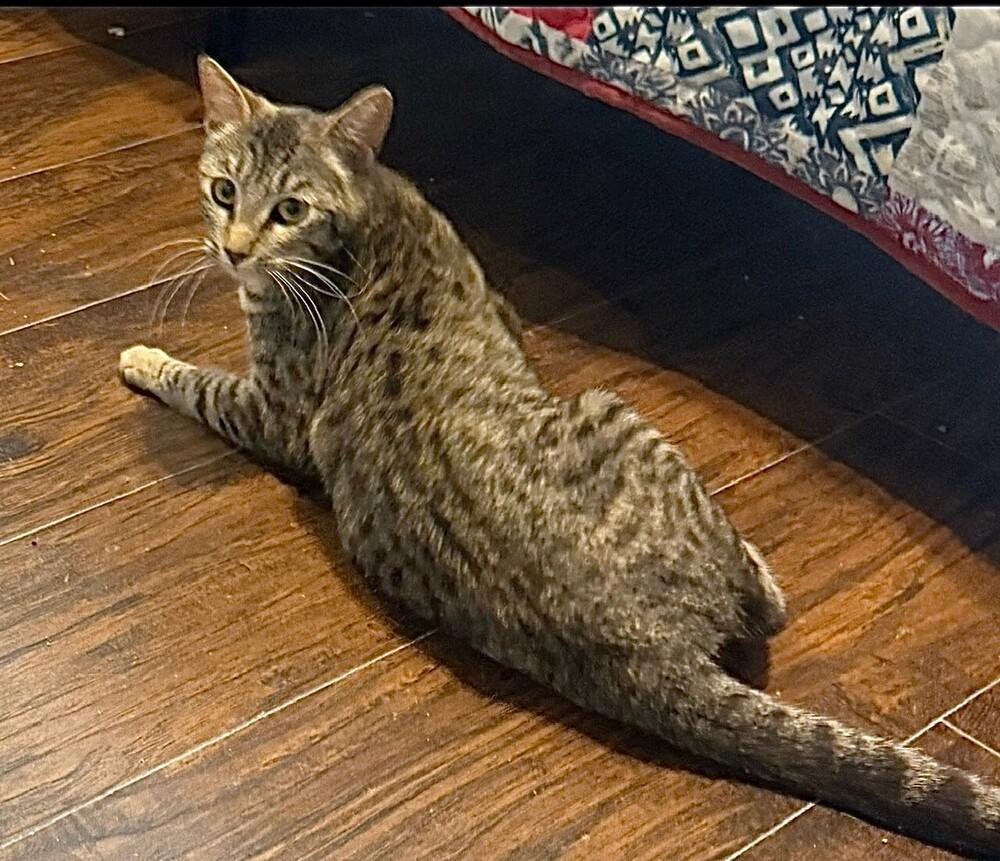 Enlarge Moochie (BONDED with Rosie), a Adoptable mixed breed in Little Rock, AR image 5/5
