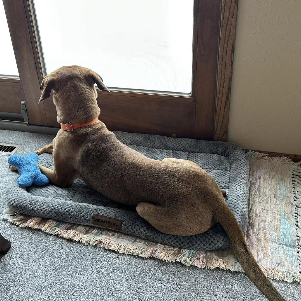 Solana--In Foster, Adoptable, Adult Female Labrador Retriever & Mixed Breed.