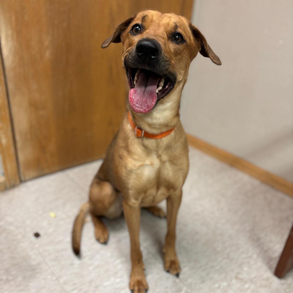 Enlarge Solana--In Foster, a Adoptable mixed breed in Fargo, ND image 2/6