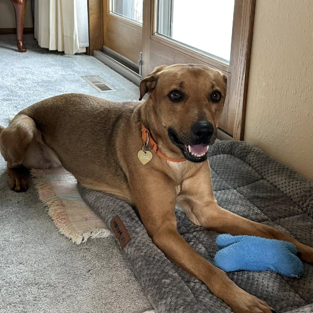 Enlarge Solana--In Foster, a Adoptable mixed breed in Fargo, ND image 3/6