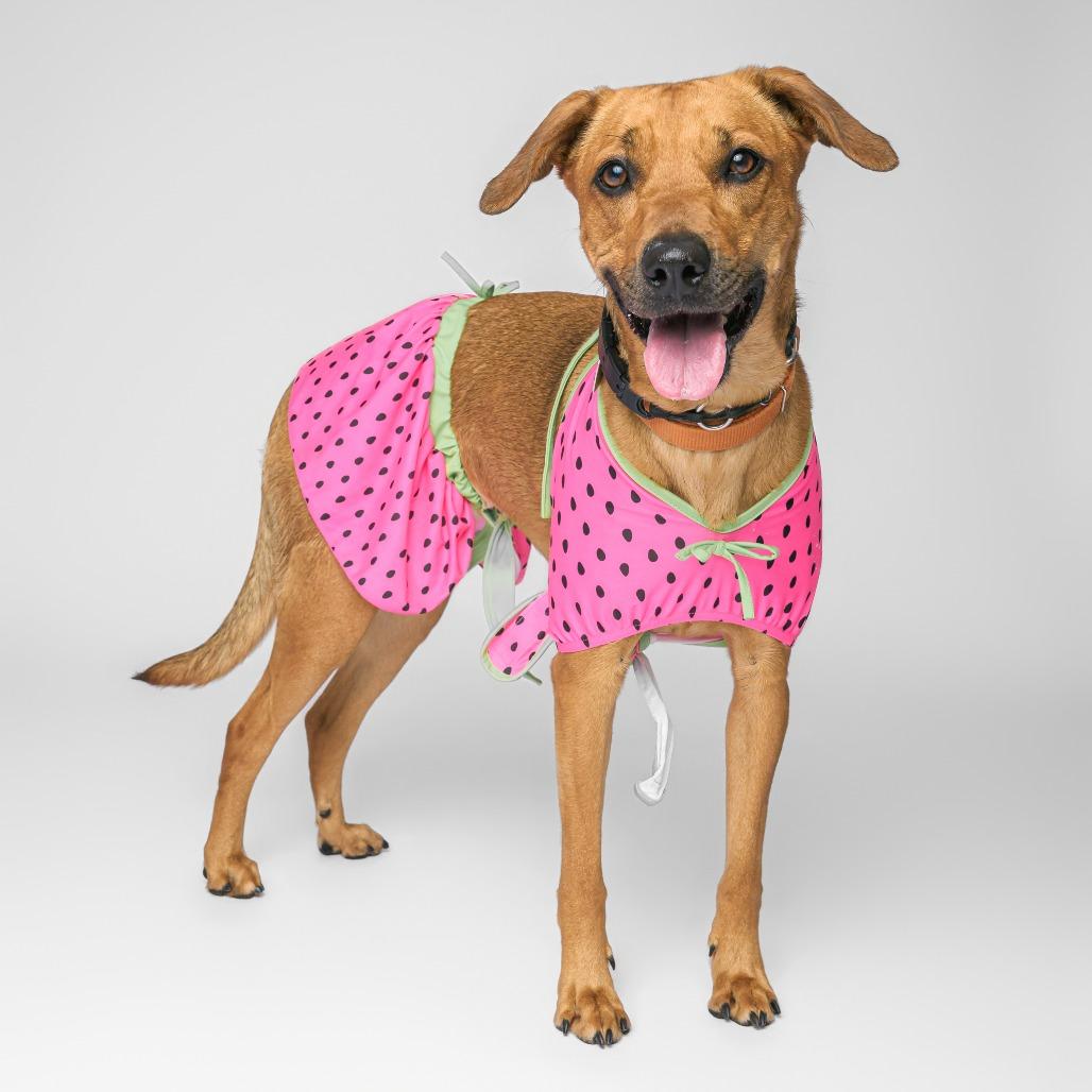 Solana, a Adoptable mixed breed in Fargo, ND image 3/6