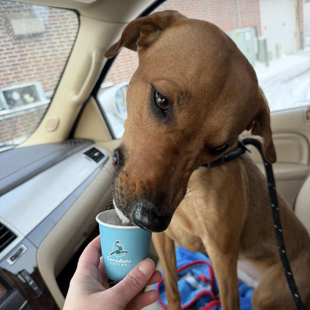 Enlarge Solana--In Foster, a Adoptable mixed breed in Fargo, ND image 4/6