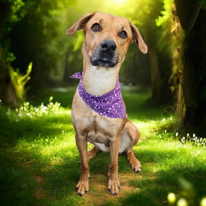 Enlarge Solana, a Adoptable mixed breed in Fargo, ND image 2/6
