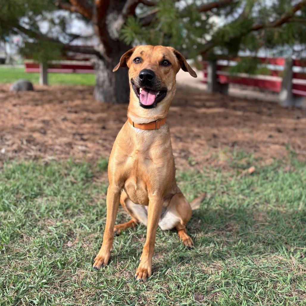 Solana--In Foster, a Adoptable mixed breed in Fargo, ND image 5/6