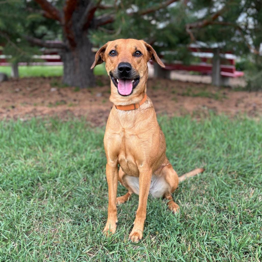 Enlarge Solana--In Foster, a Adoptable mixed breed in Fargo, ND image 5/6