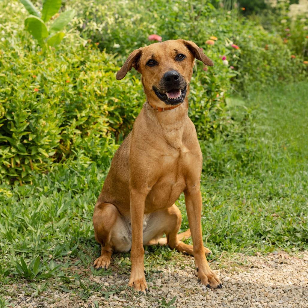 Enlarge Solana, a Adoptable mixed breed in Fargo, ND image 4/6